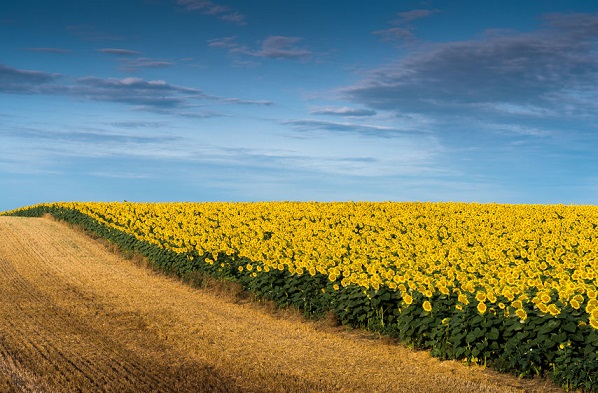 Situación actual y perspectivas del mercado inmobiliario rural 